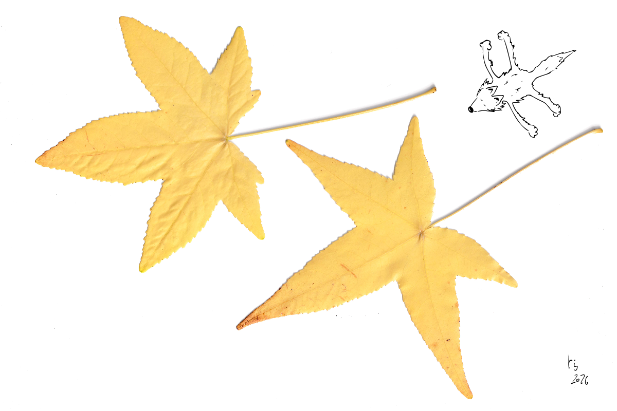 Amberbaum-Blatt-9-Fuchs-1200px